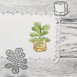 Lille fiolfikus plante i pose