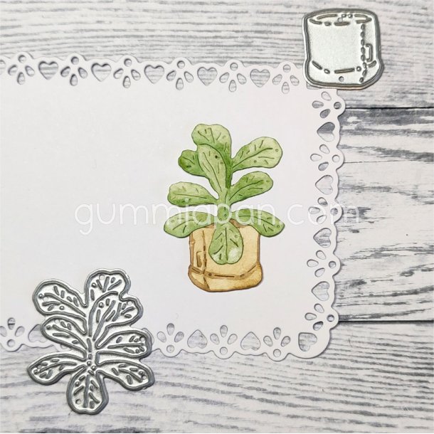 Lille fiolfikus plante i pose